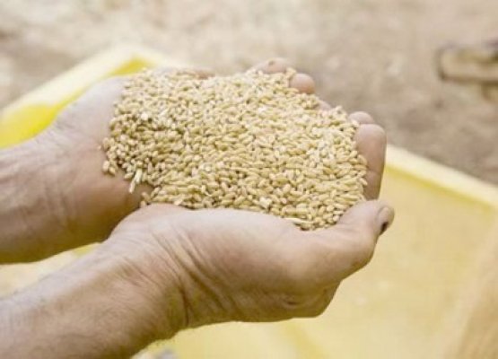 Arestat pentru 29 de zile după ce a tras o ţeapă de peste 3,7 miliarde cu cereale unei societăţi din Constanţa